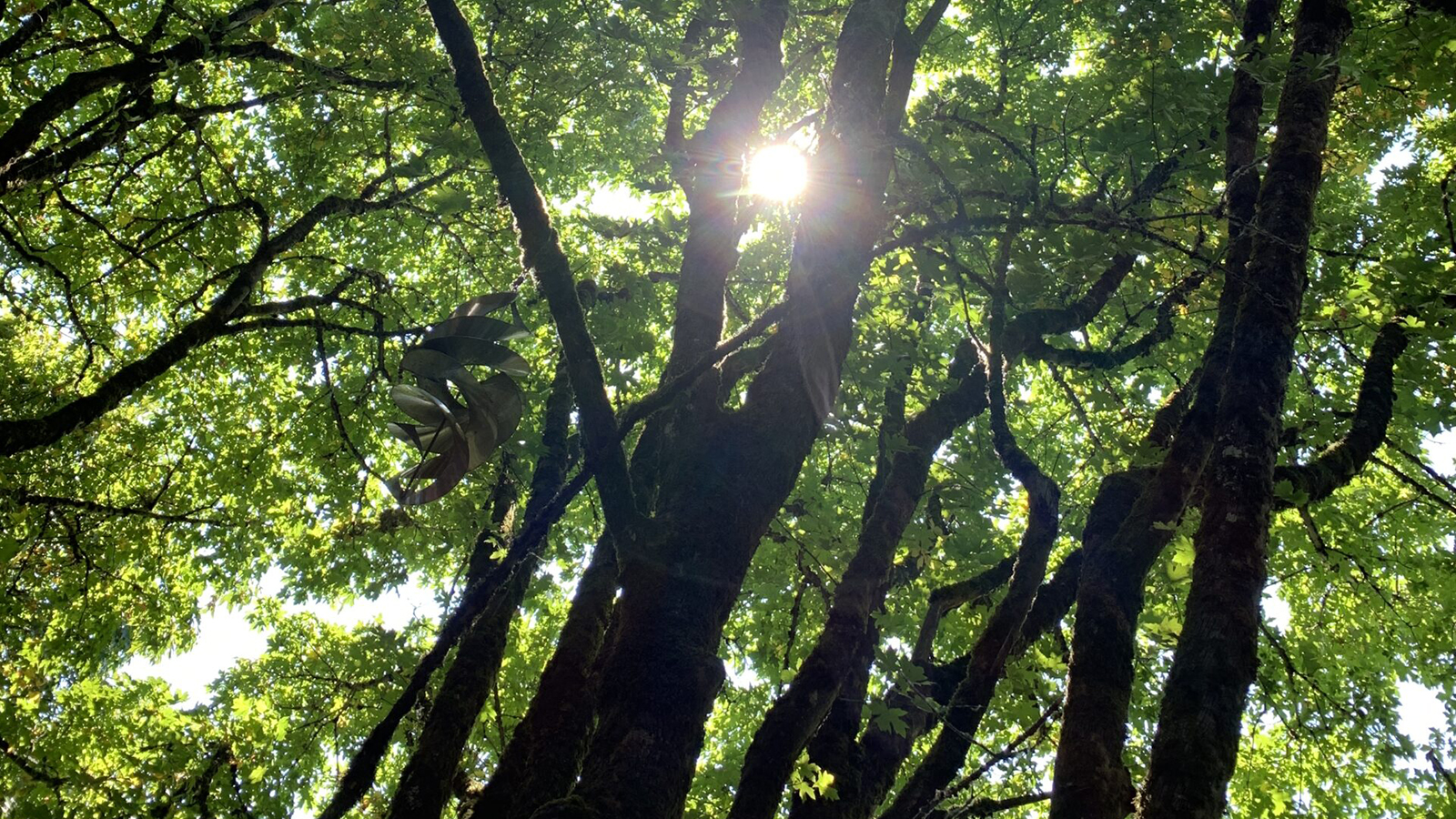 Photo of sunlight filtering down through a tree canopy